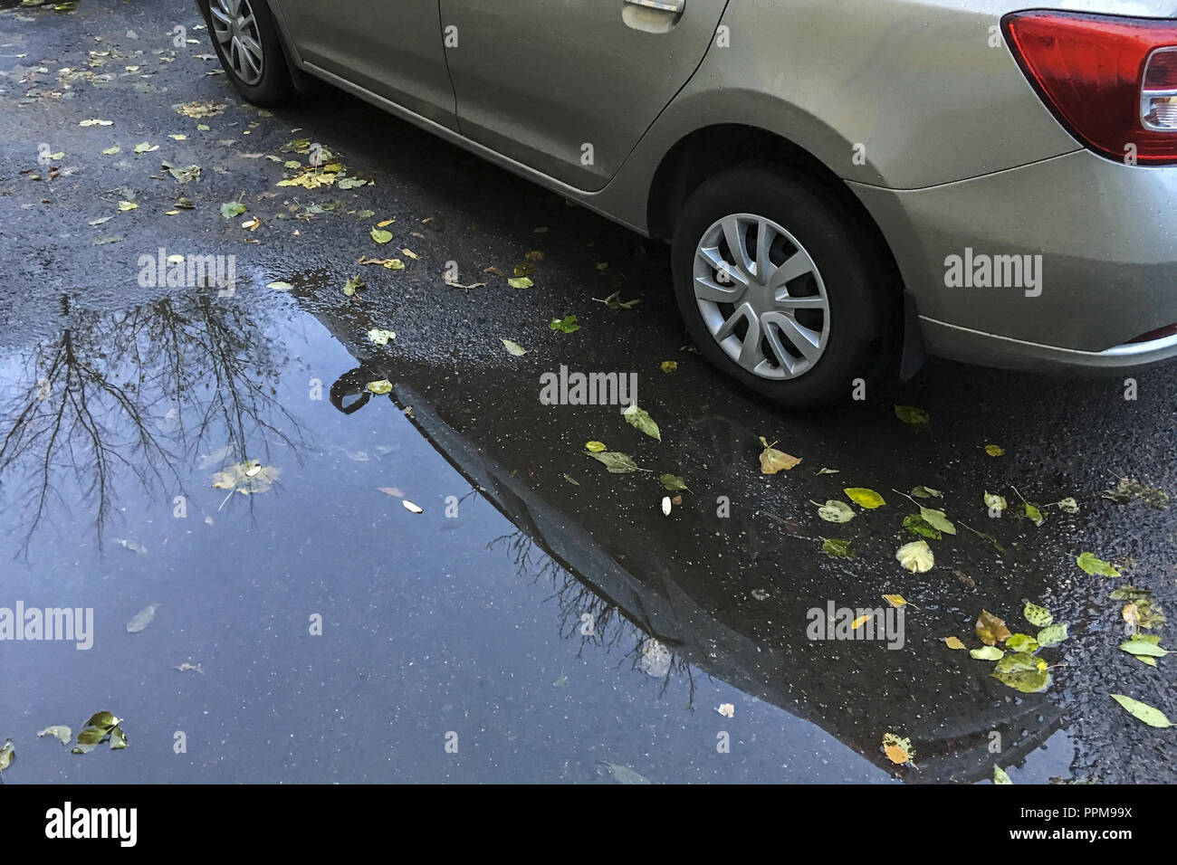 rain puddle near parked car with reflection and yellow autumn leaves ...