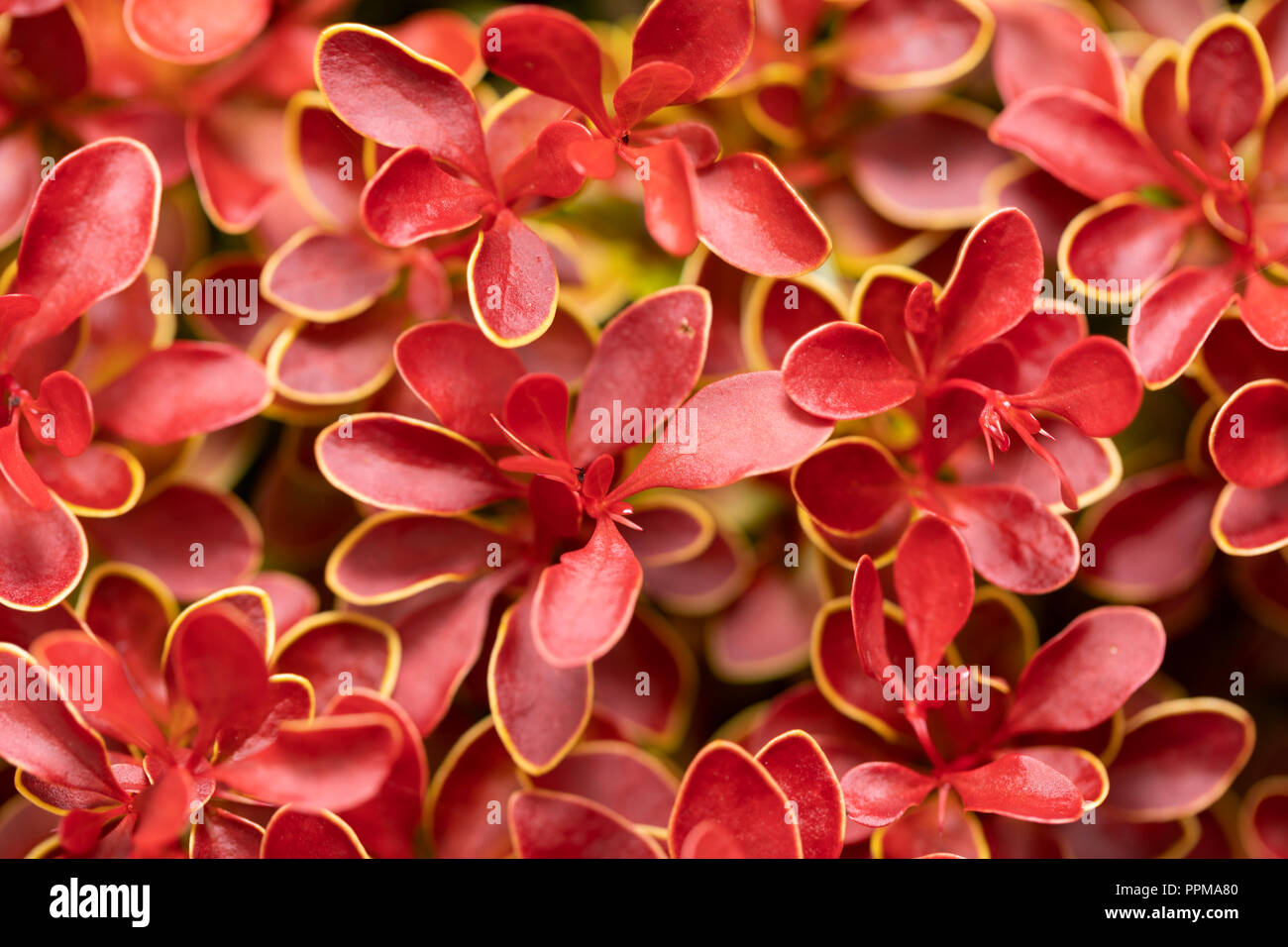 Orange Rocket Barberry out in the open Stock Photo