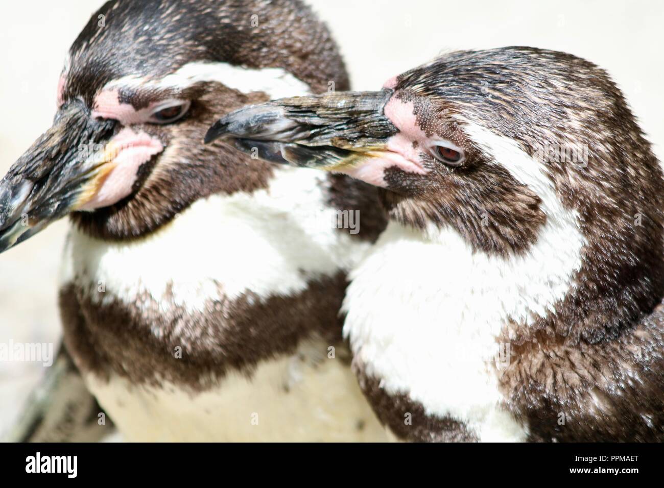 Humboldt penguins at the St Louis Zoo Stock Photo: 220494144 - Alamy