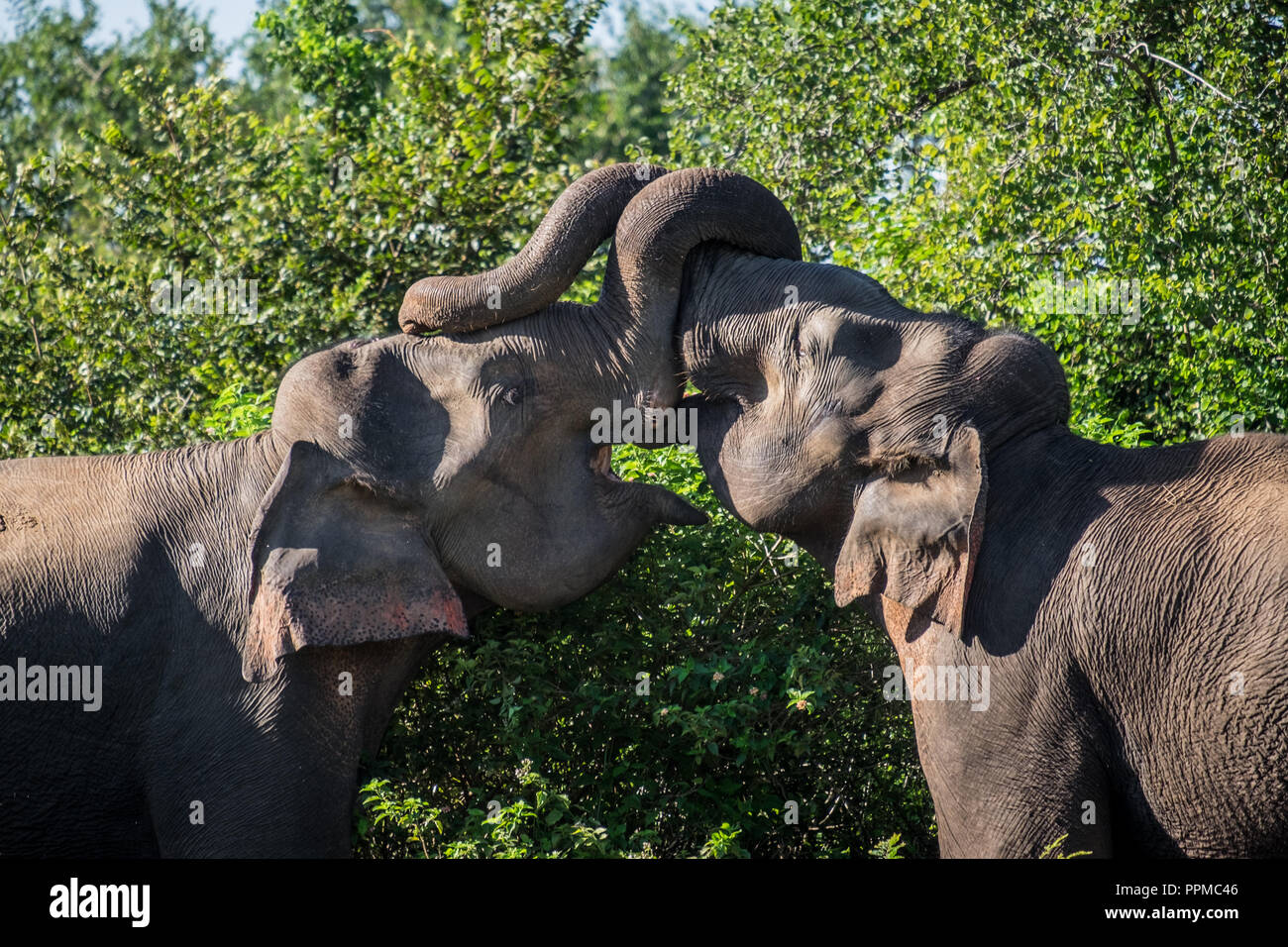 Asian elephant bulls fighting Stock Photo