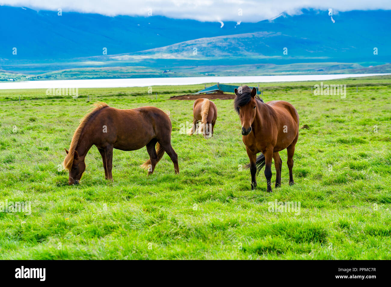 Icelandic horses grazing in the pasture in summer cloudy day in Iceland Stock Photo