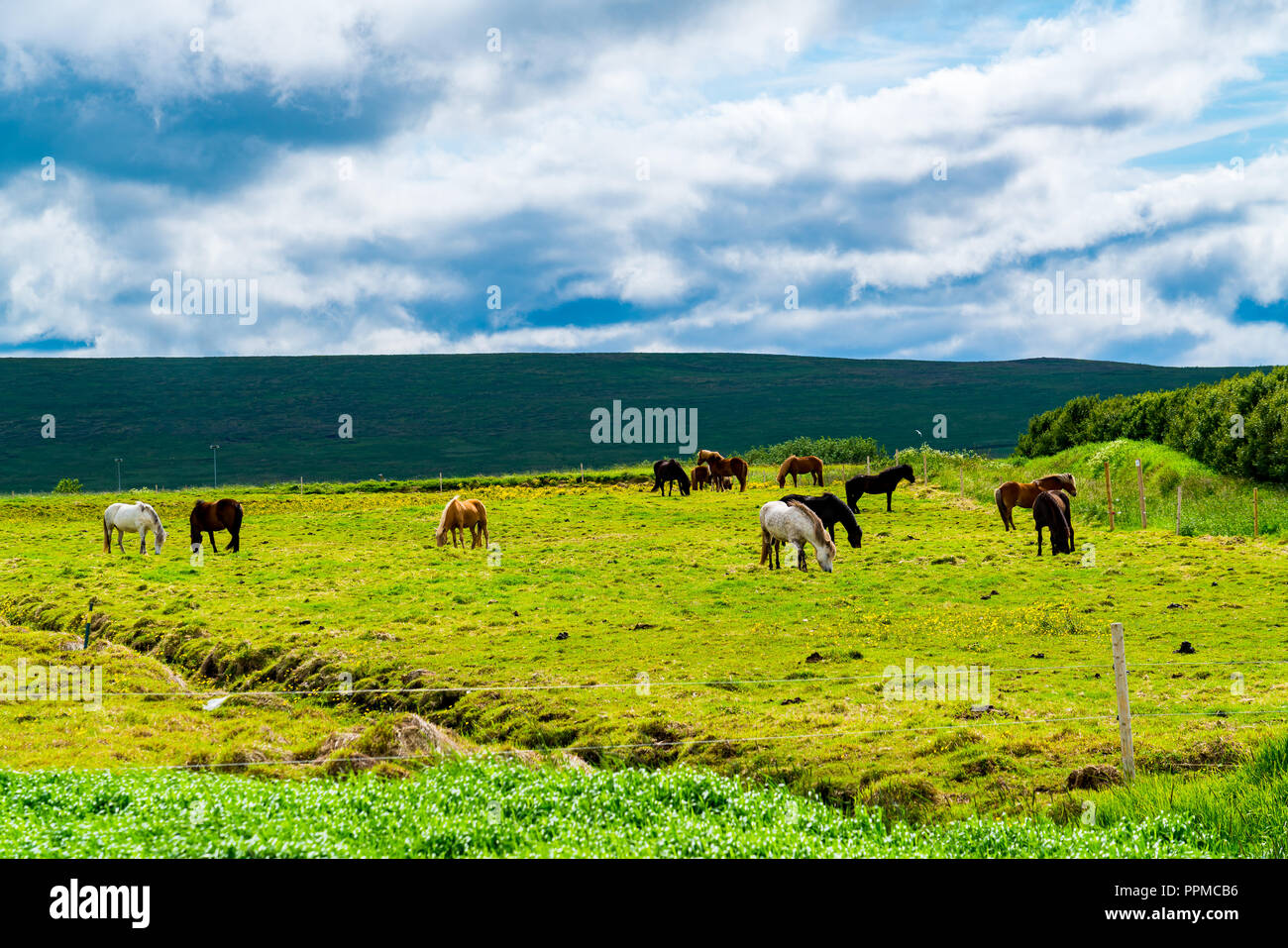 Herd of Icelandic Horses grazing in the field in summer Stock Photo