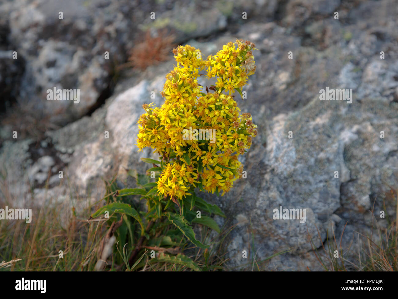 Yellow wildflower on rock Stock Photo