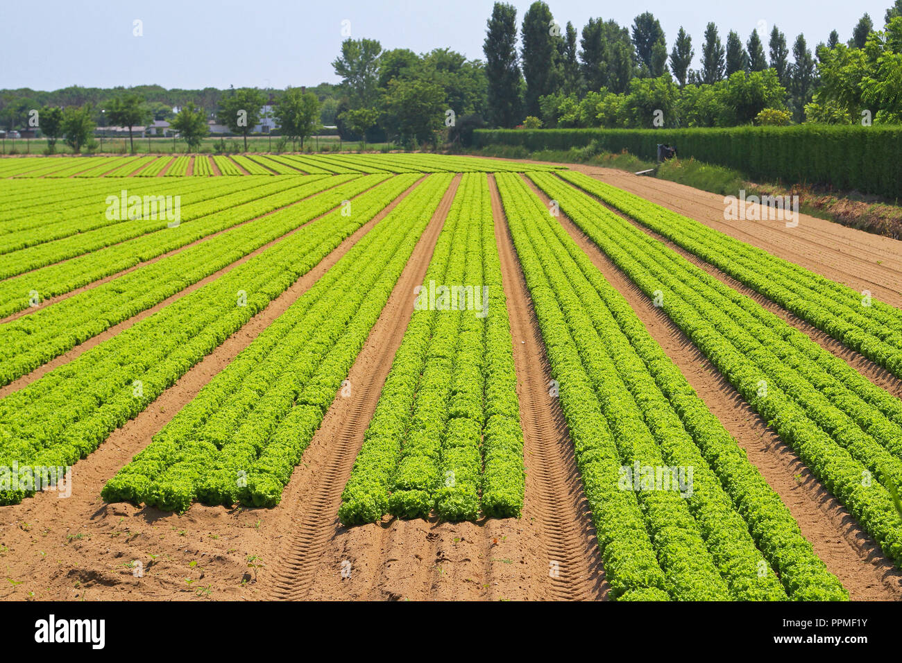 Garden field rows green hi-res stock photography and images - Alamy