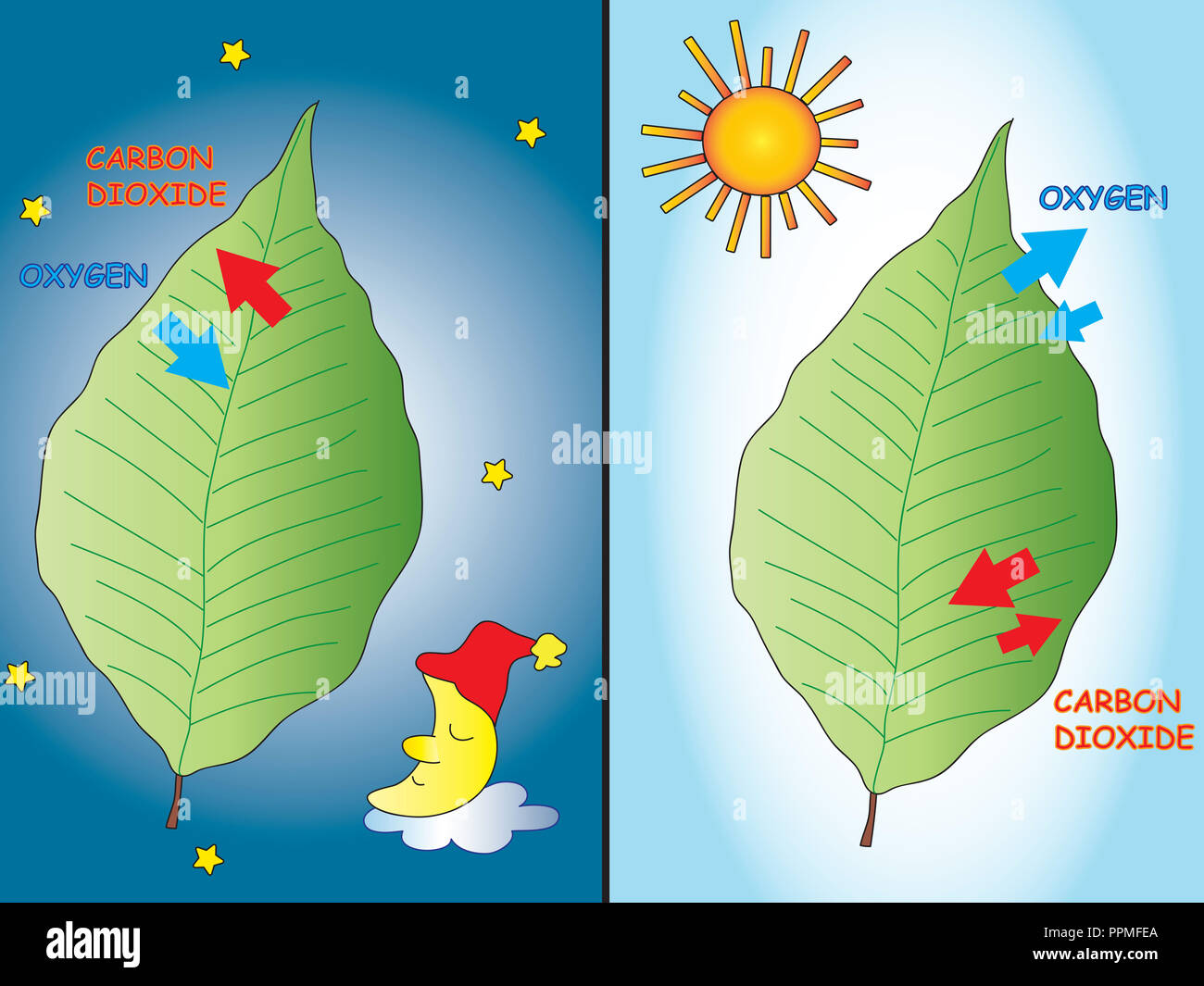 breathing leaves in the night and in the day Stock Photo Alamy