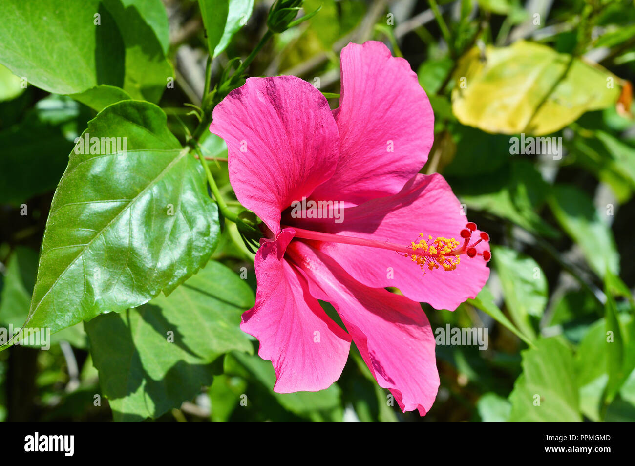 Hibiscus flower vector hi-res stock photography and images - Alamy