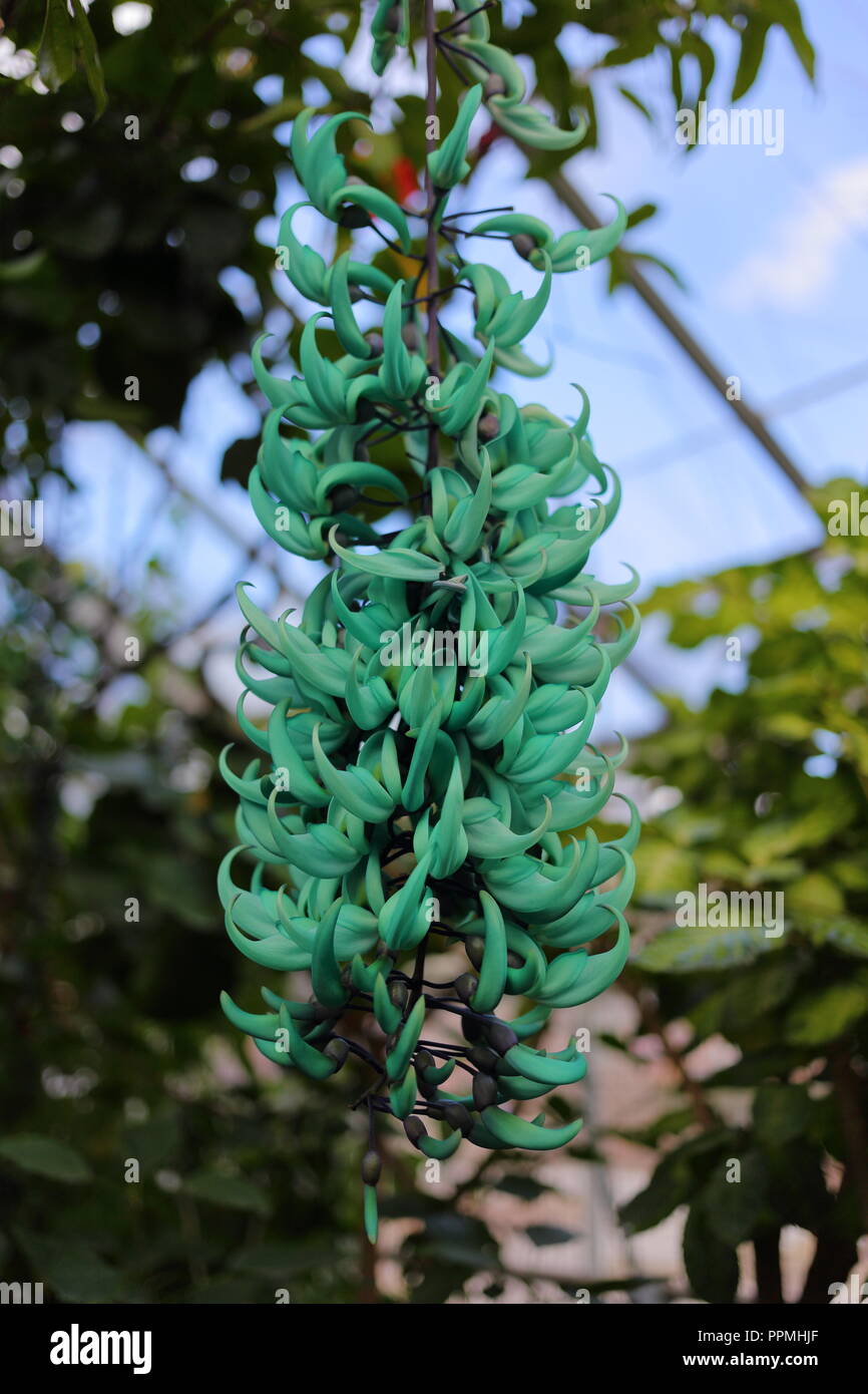 Strongylodon Macrobotrys (or Jade Vine) at Allan Gardens Conservatory (Toronto, CA Stock Photo