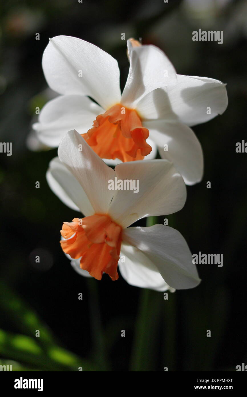 White and Orange Daffodils at Allan Gardens Conservatory (Toronto, CA). Stock Photo