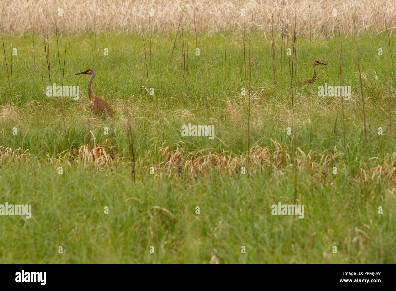 Pair of Sandhill Cranes in Tall Grass Stock Photo