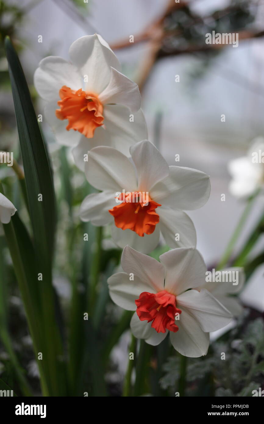 White and Orange Daffodils at Allan Gardens Conservatory (Toronto, CA