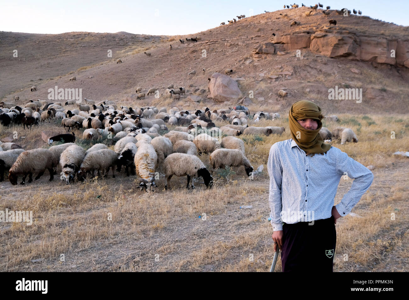 Shepherd with his herd of sheep near the city Alqush, Northern Iraq, Kurdistan - Schäfer mit seiner Herde nahe der christlichen Stadt Alqush, Nord-Irak Kurdistan Stock Photo