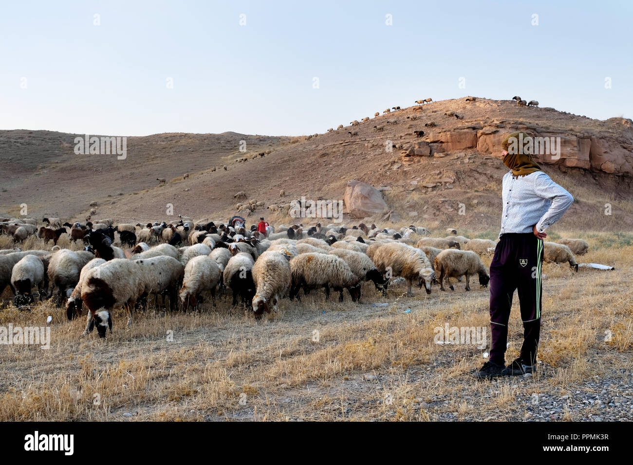 Shepherd with his herd of sheep near the city Alqush, Northern Iraq, Kurdistan - Schäfer mit seiner Herde nahe der christlichen Stadt Alqush, Nord-Irak Kurdistan Stock Photo
