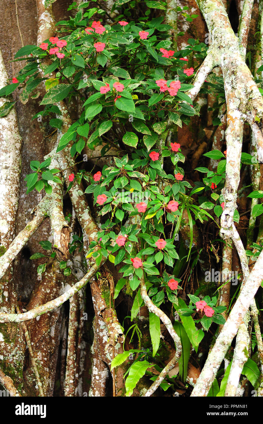 Bougenville flowers are flower plants that grow and spread in the