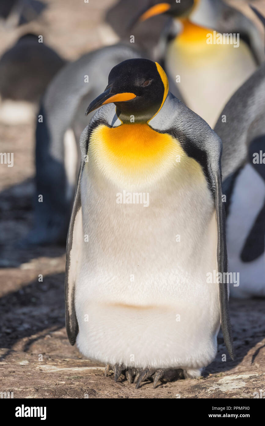 A king Penguin incubating the egg on her legs Stock Photo - Alamy