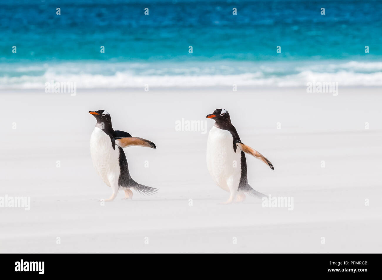 Gentoo Penguins caught up in a sand storm. Stock Photo