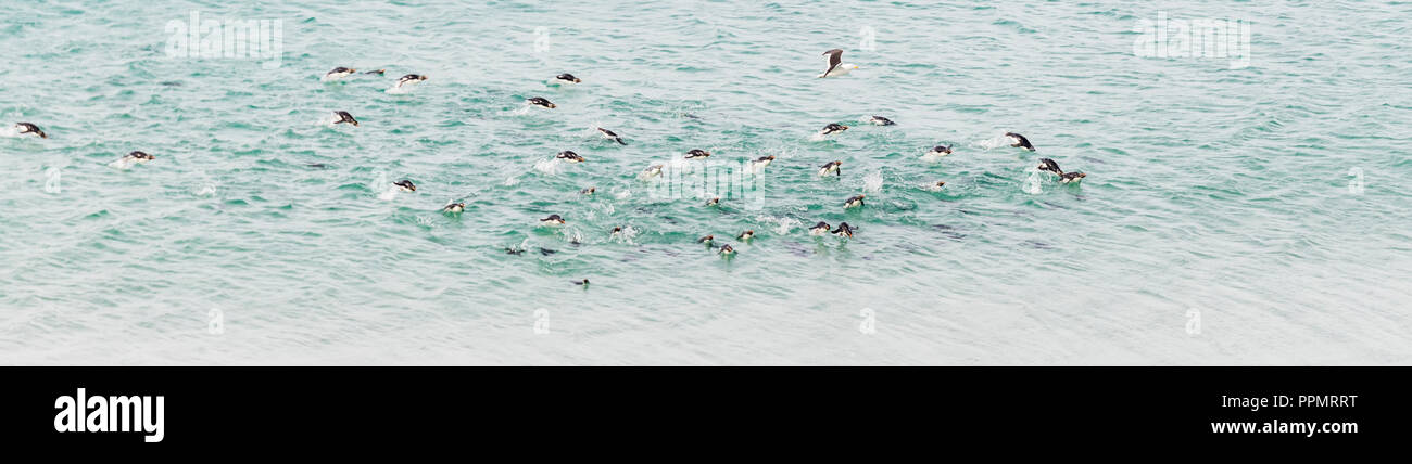 A raft of Rockhopper penguins in the water. Stock Photo