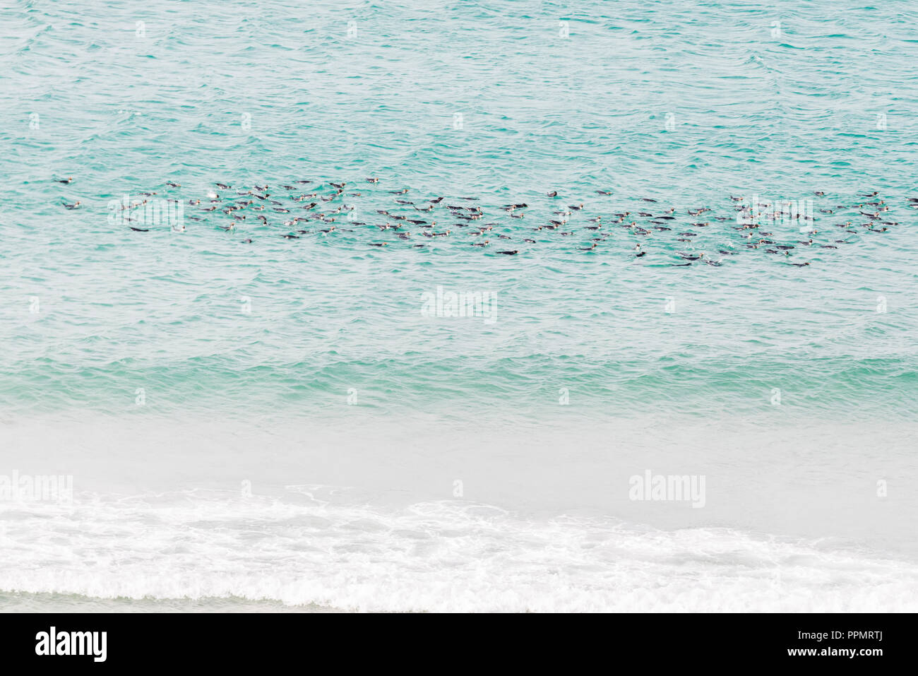 A raft of rockhopper penguins swimming ashore. Stock Photo