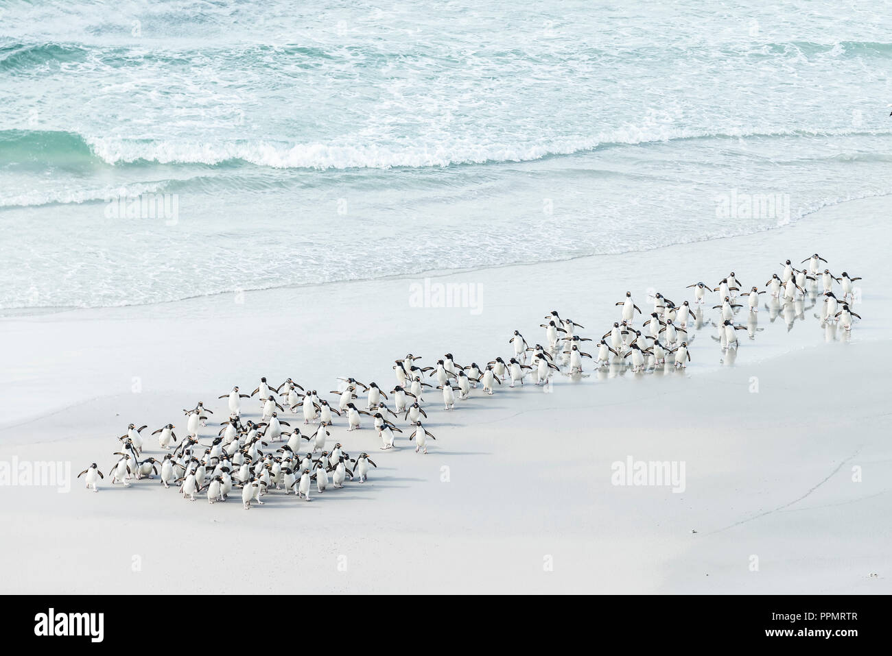 A seascape of rockhopper penguins. Stock Photo