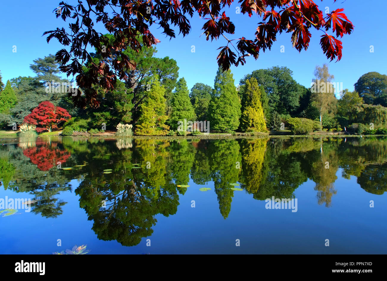 Sheffield Park, East Sussex. 27th September 2018. UK Weather: Bright sunshine and bright early autumn colour in Sheffield Park Gardens, East Sussex. ©Peter Cripps/Alamy Live News Stock Photo