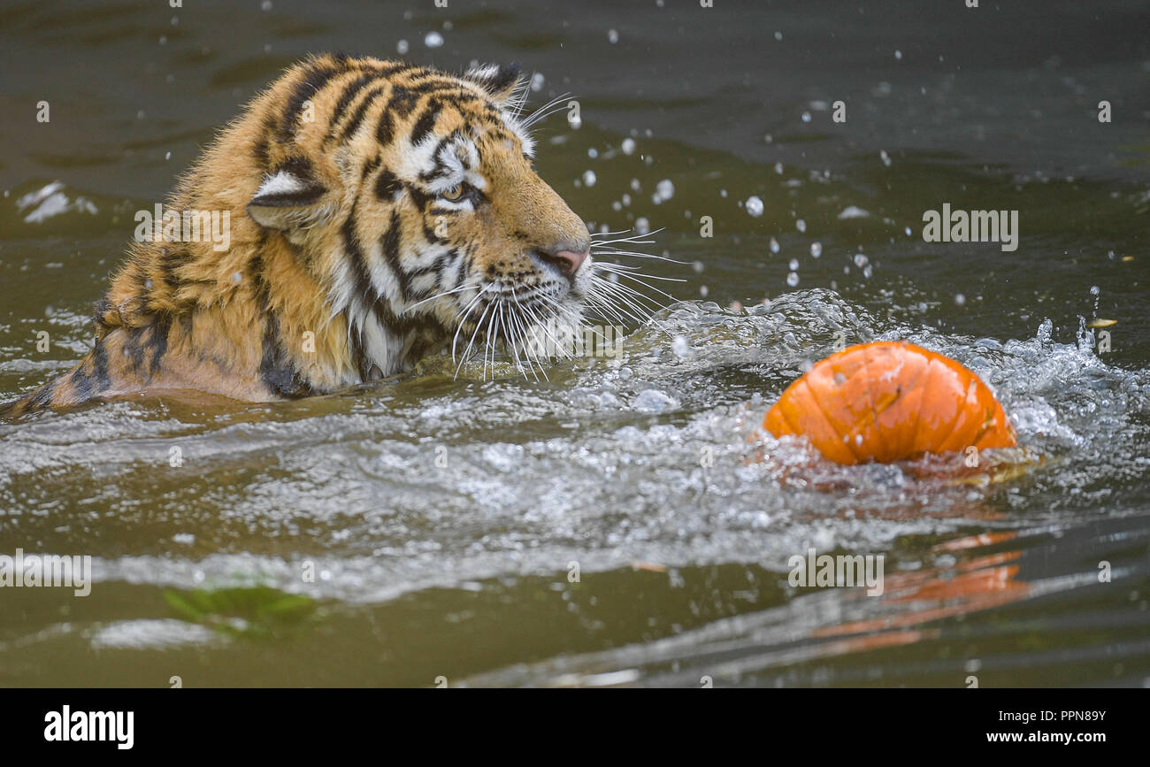 Hamburg, Germany. 27 September 2018, Hamburg: A Siberian tiger, also called Amur tiger, tries to reach pumpkins filled with meat in his enclosure in Hagenbecks zoo. Siberian tigers are the biggest cats in the world. Photo: Axel Heimken/dpa Credit: dpa picture alliance/Alamy Live News Stock Photo