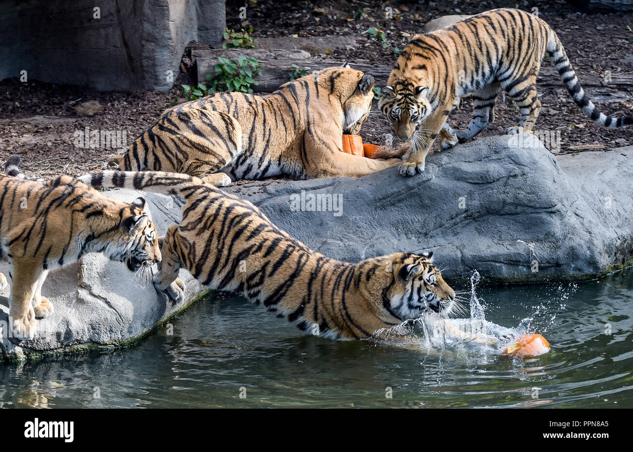 Hamburg, Germany. 27 September 2018, Hamburg: Siberian tigers, also ...