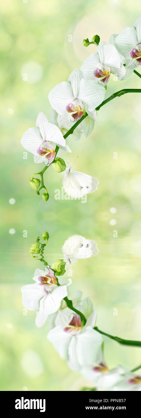 Beautiful white phalaenopsis orchid flowers with butterfly on the blurred abstract natural yellow-green background with reflection in a water surface  Stock Photo