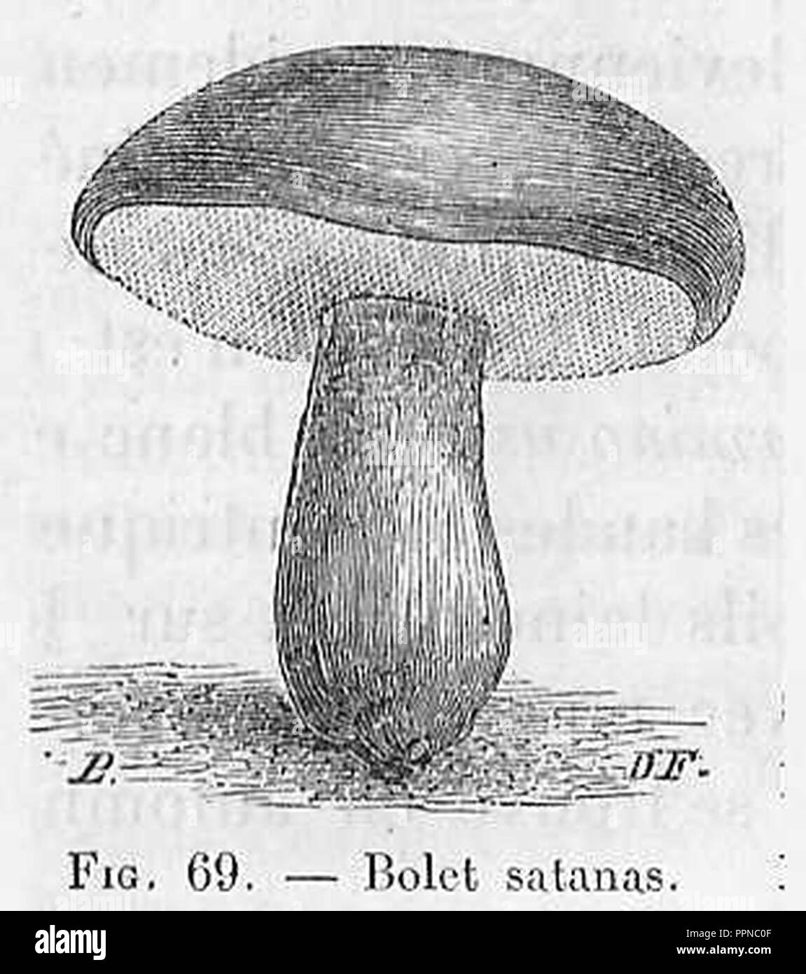 Bolet de Satan (dessin Stock Photo Alamy