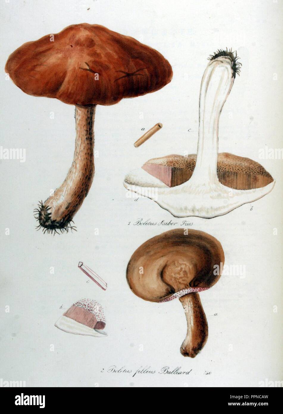 Boletus felleus — Flora Batava — Volume v10 Stock Photo Alamy