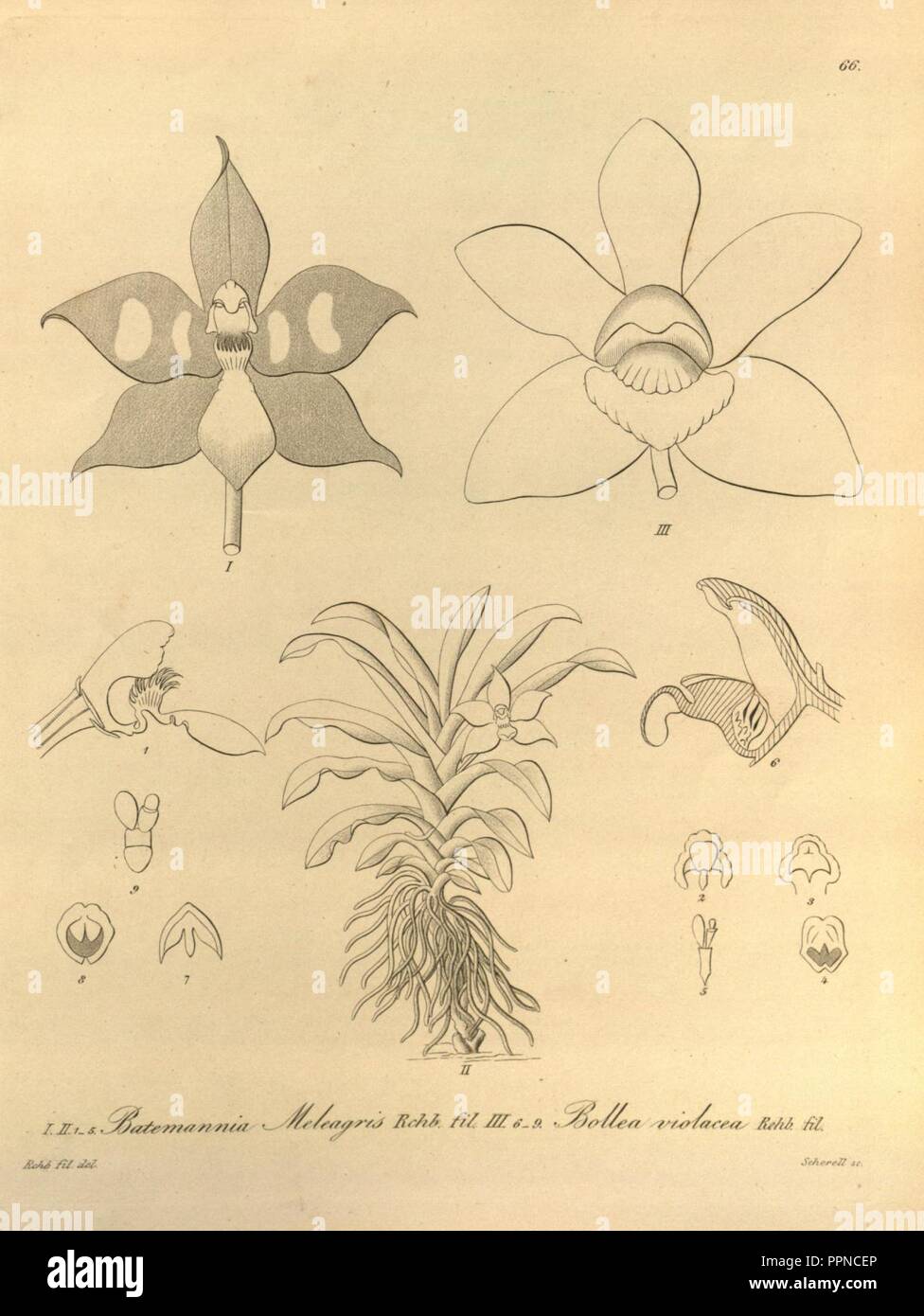 Bollea violacea - Batemannia meleagris - Xenia vol. 1 pl. 66 (1858). Stock Photo