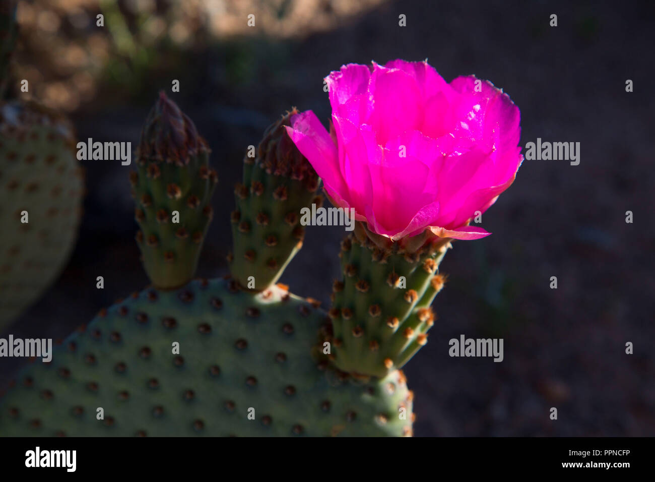 Beavertail cactus bloom, Lake Mead National Recreation Area, Nevada Stock Photo Alamy