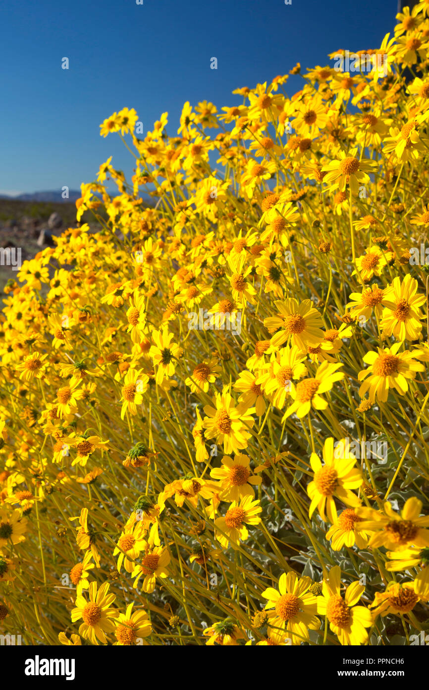 Desert brittlebush encelia hires stock photography and images Alamy