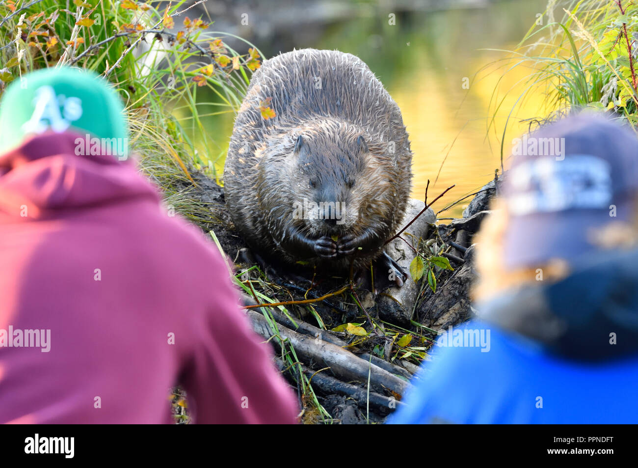 A wild beaver 'Castor canadensis' sitting on his dam people watching as he chews on a small branch. Stock Photo