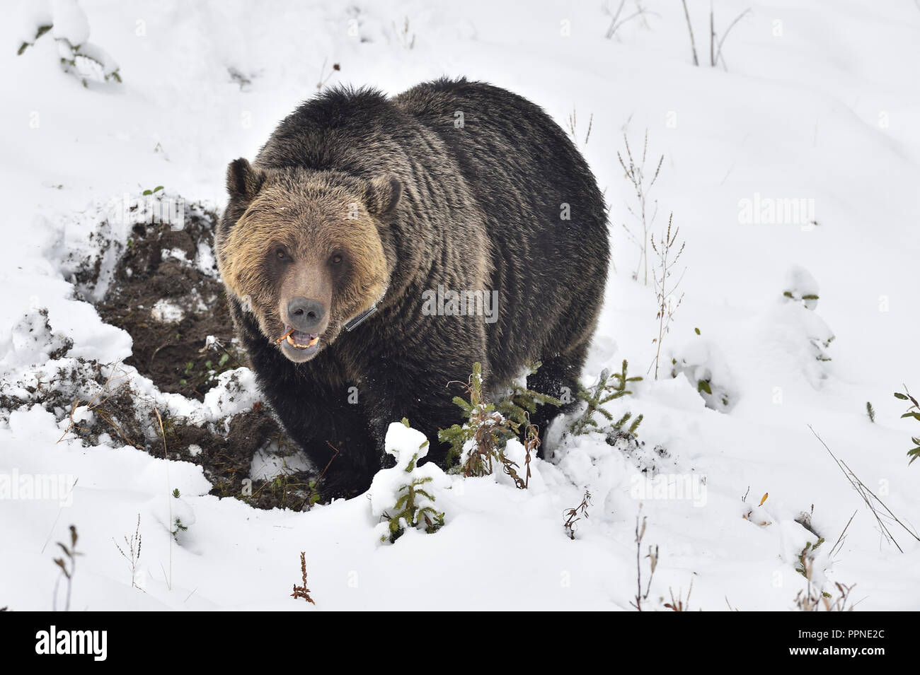 An adult grizzly  bear ' Ursus arctos'; that has been collared as part of a wildlife study program is found feeding on roots along a snow covered hill Stock Photo
