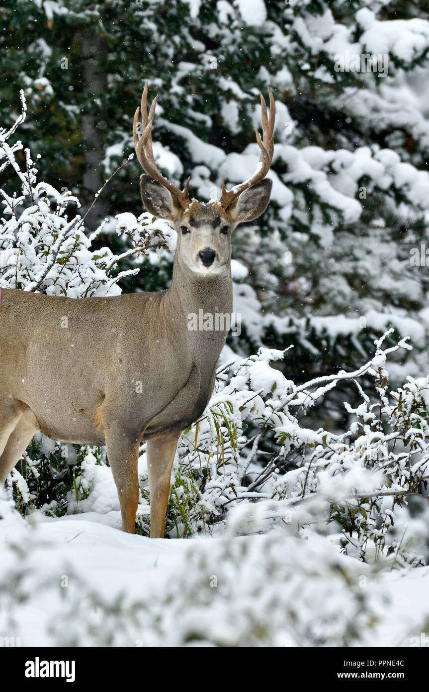 A vertical image of a mule deer buck 'Odocoileus hemionus', standing in the fresh snow against a stand of conifer trees in rural Alberta Canada. Stock Photo