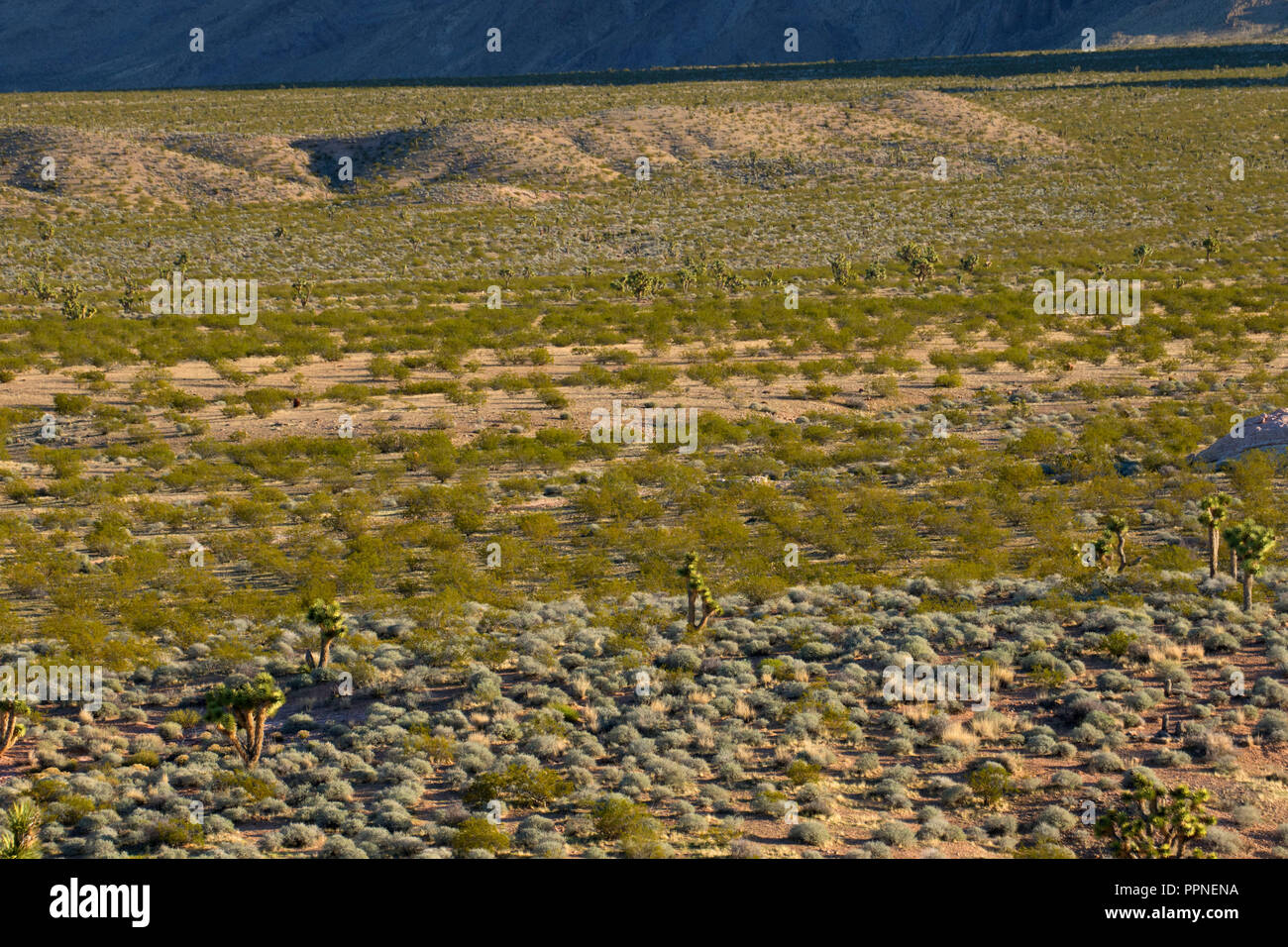 Gold butte national monument hires stock photography and images Alamy