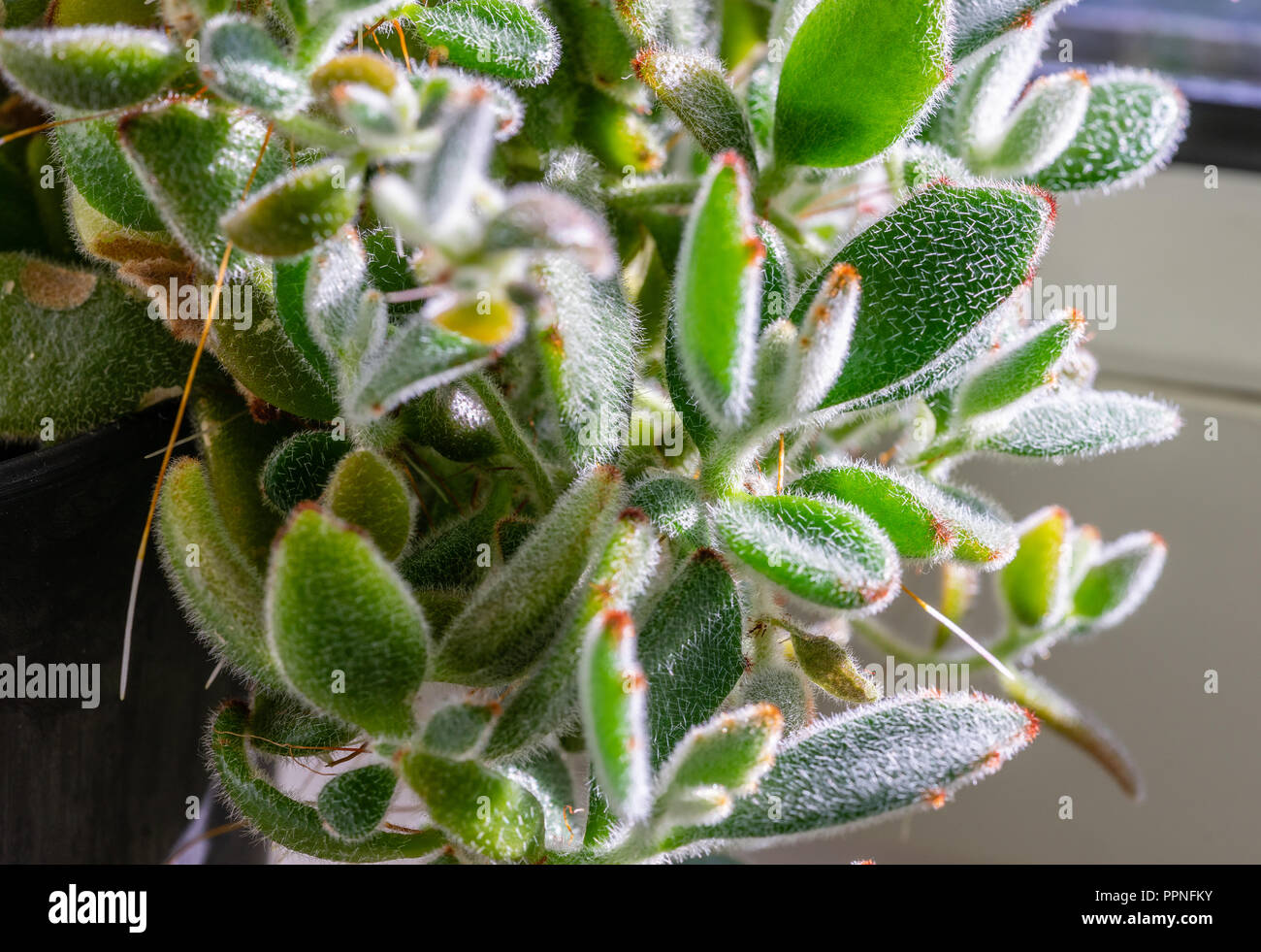 Close up of the leaves of a Kalanchoe tomentosa (panda plant) Stock Photo
