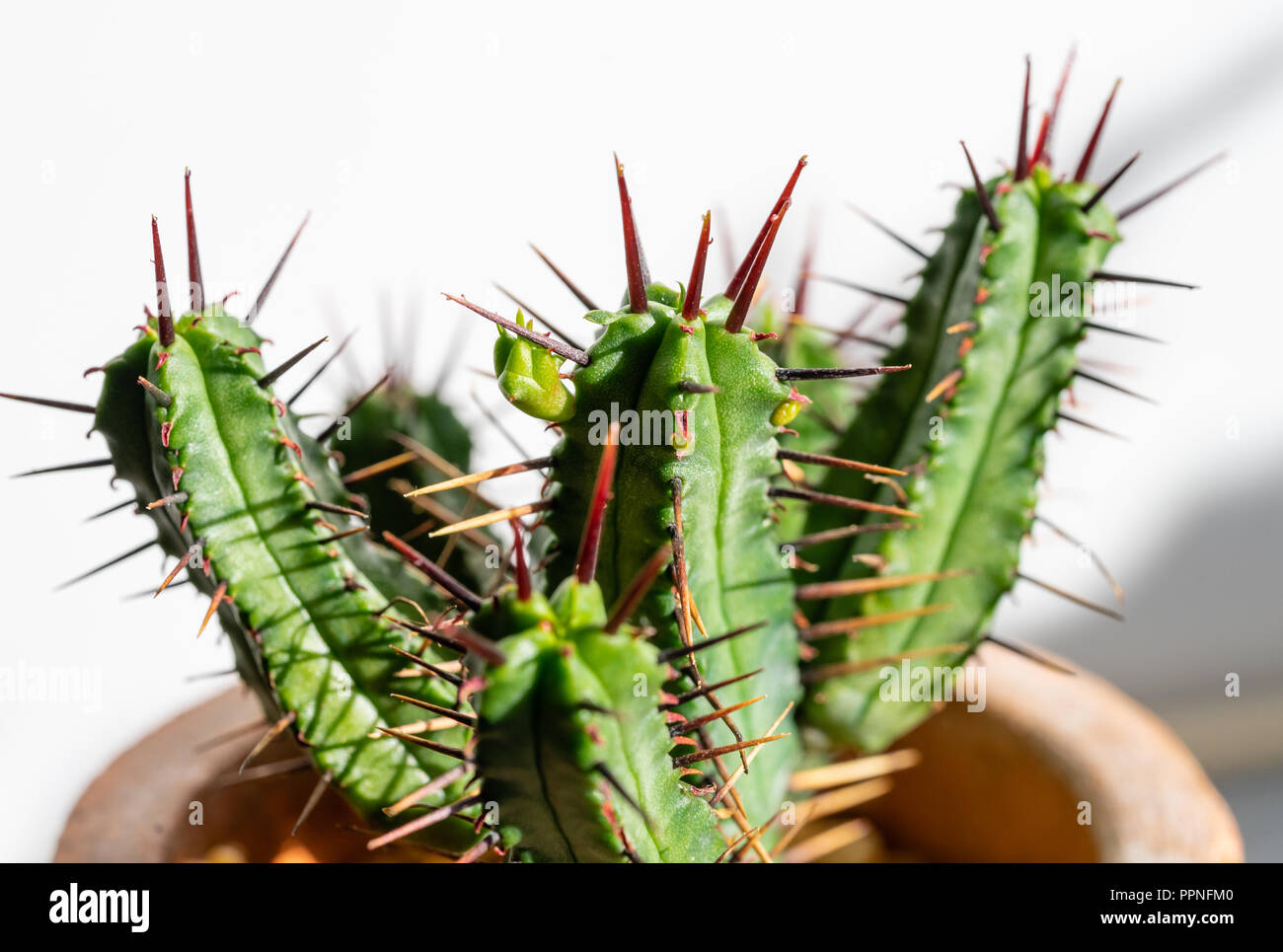 Close Up Of A Small Young Euphorbia Heptagona Cactus With Its Red Coloured Spines And A New Vertex Emerging Stock Photo Alamy