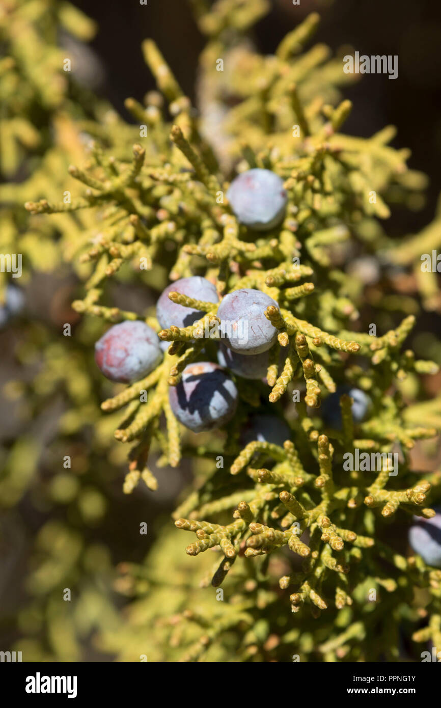 Juniper berries, Hickison Petroglyphs Recreation Area, Mount Lewis District Bureau of Land