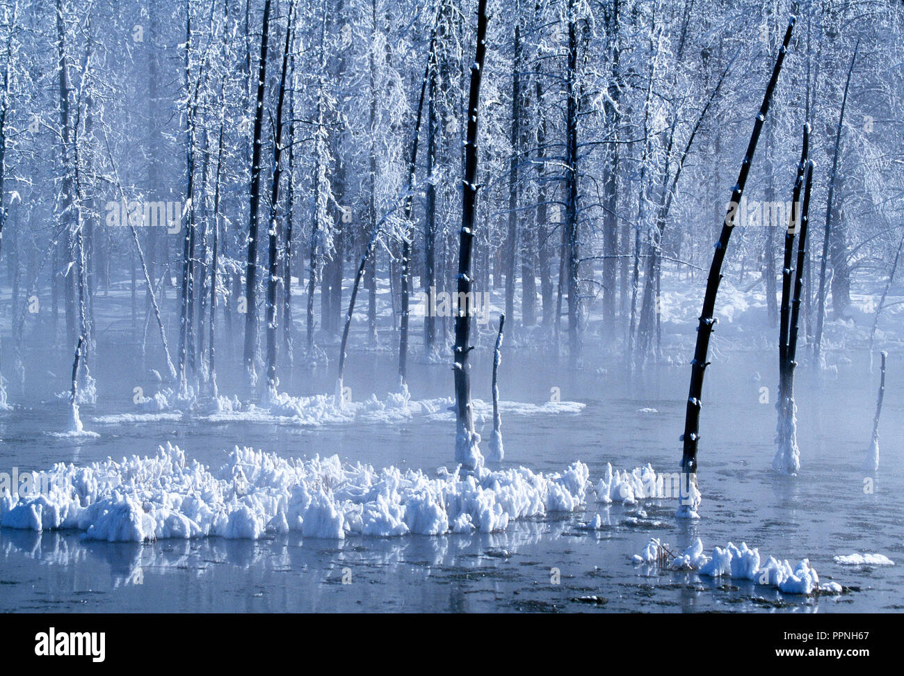 USA. Wyoming. Yellowstone National Park in winter. Snow covered trees in icy water. Stock Photo