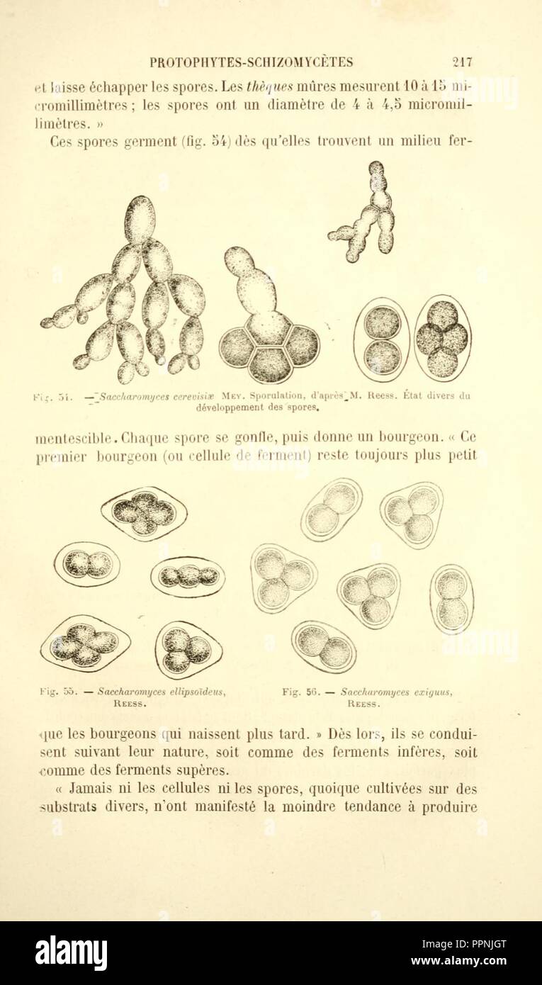 Botanique cryptogamique pharmaco-médicale (Page 217) Stock Photo