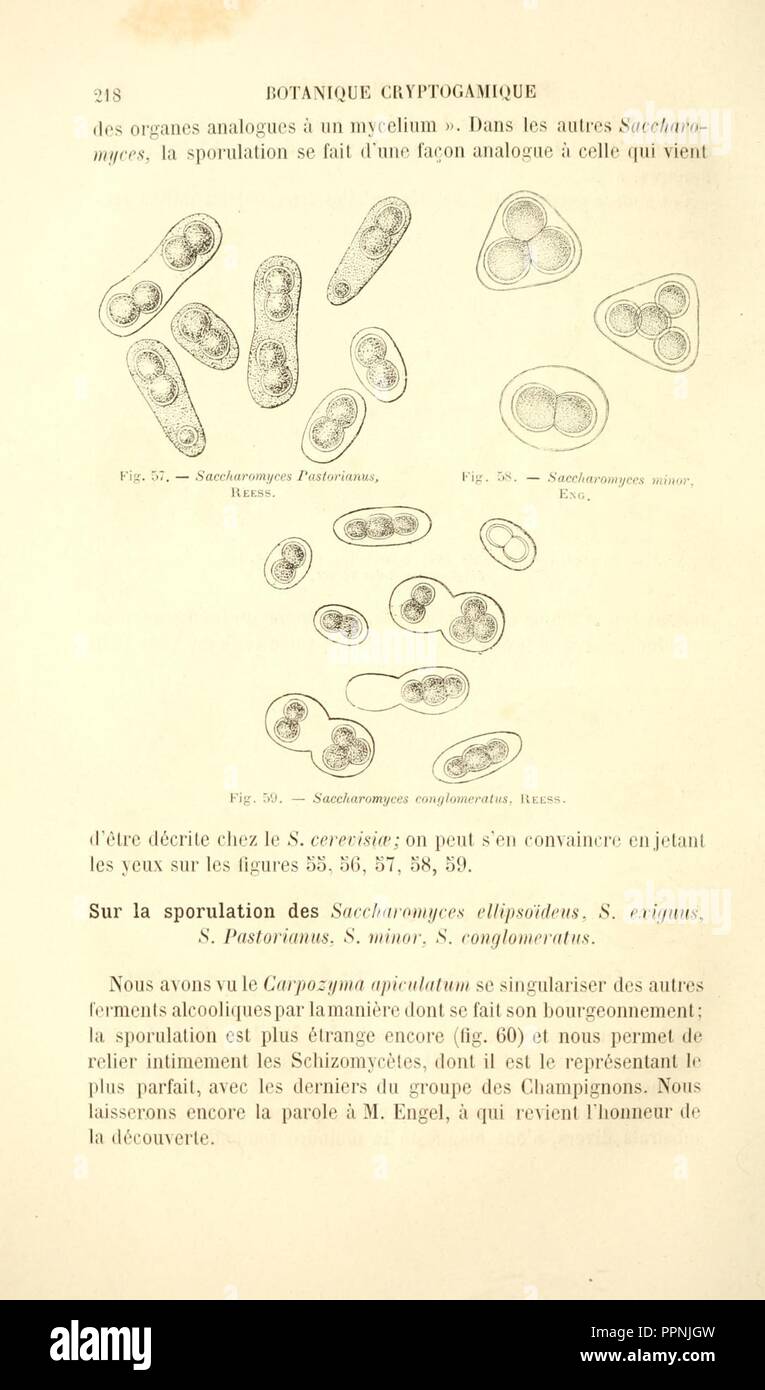 Botanique cryptogamique pharmaco-médicale (Page 218) Stock Photo