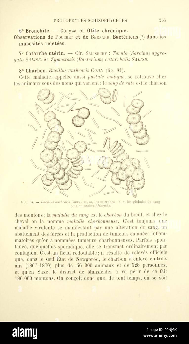 Botanique cryptogamique pharmaco-médicale (Page 265) Stock Photo