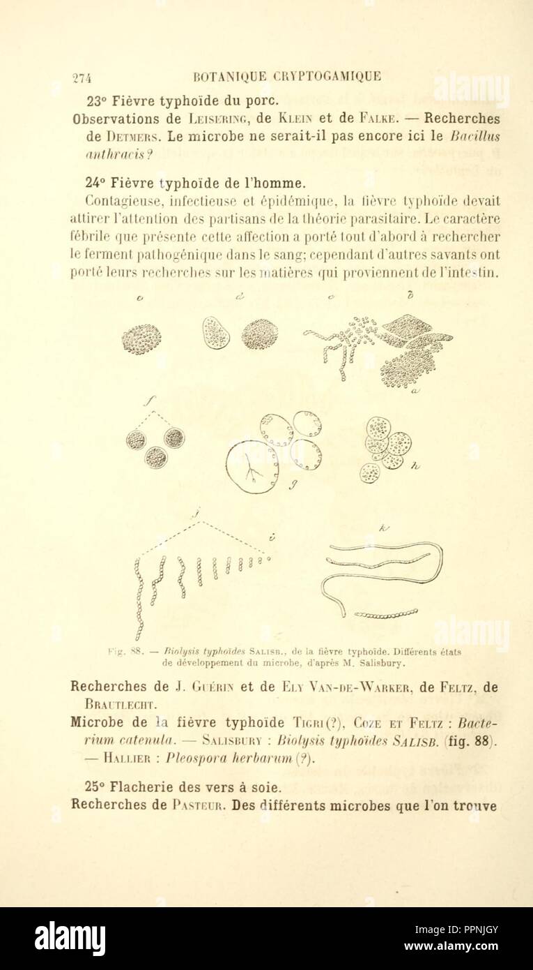 Botanique cryptogamique pharmaco-médicale (Page 274) Stock Photo