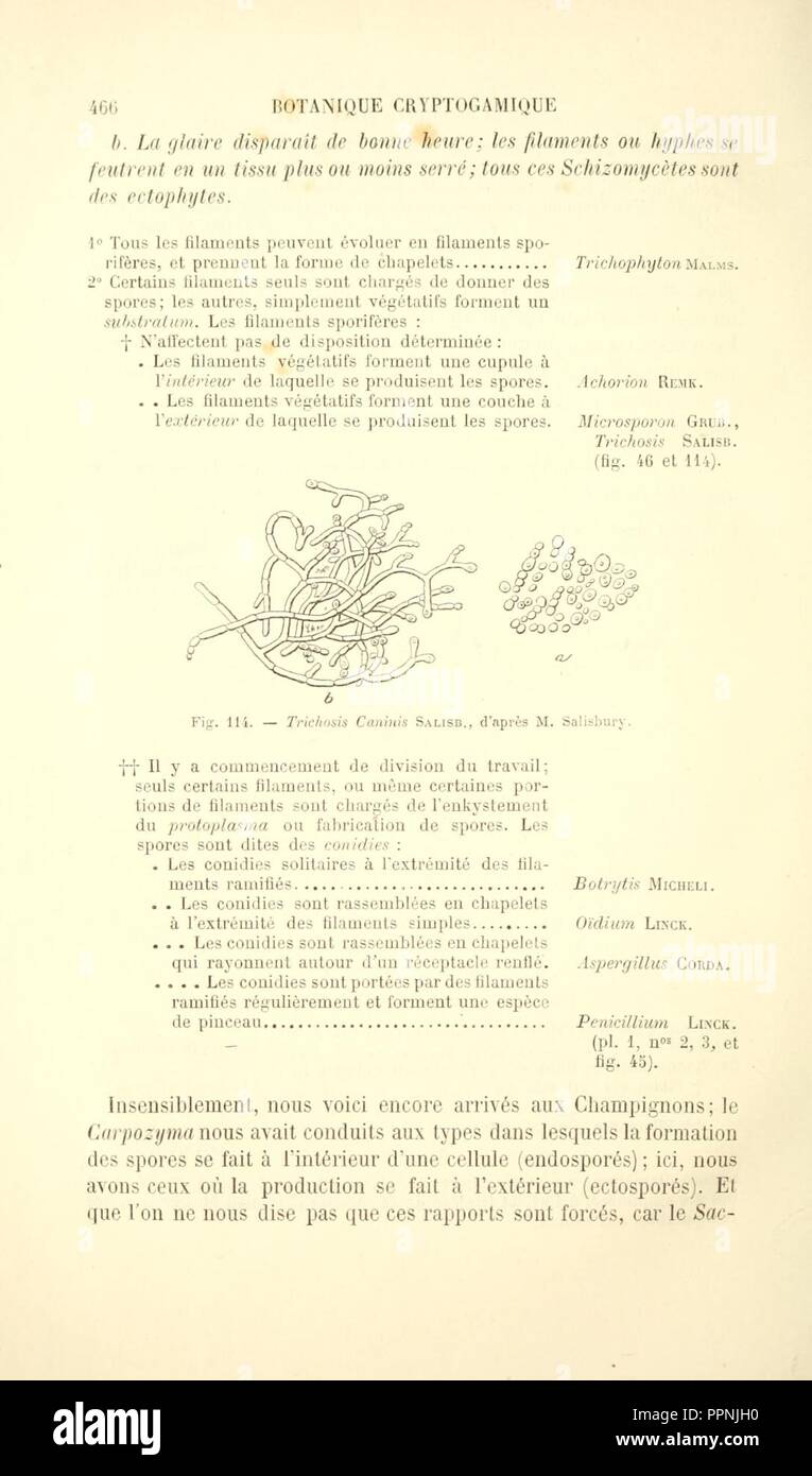 Botanique cryptogamique pharmaco-médicale (Page 466) Stock Photo