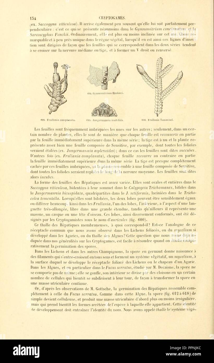 Botanique cryptogamique, ou Histoire des familles naturelles des plantes inférieures (Page 134) Stock Photo