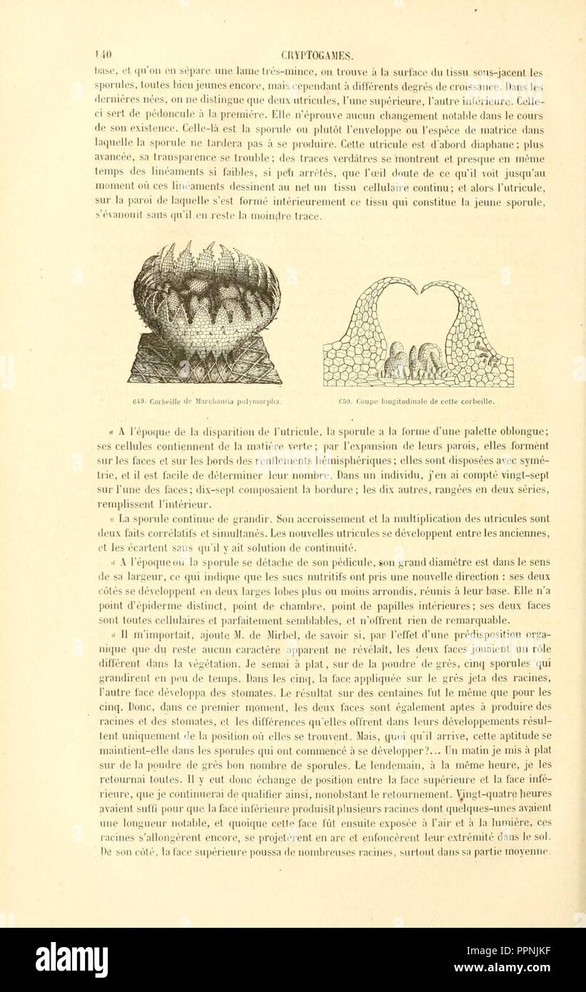 Botanique cryptogamique, ou Histoire des familles naturelles des plantes inférieures (Page 140) Stock Photo