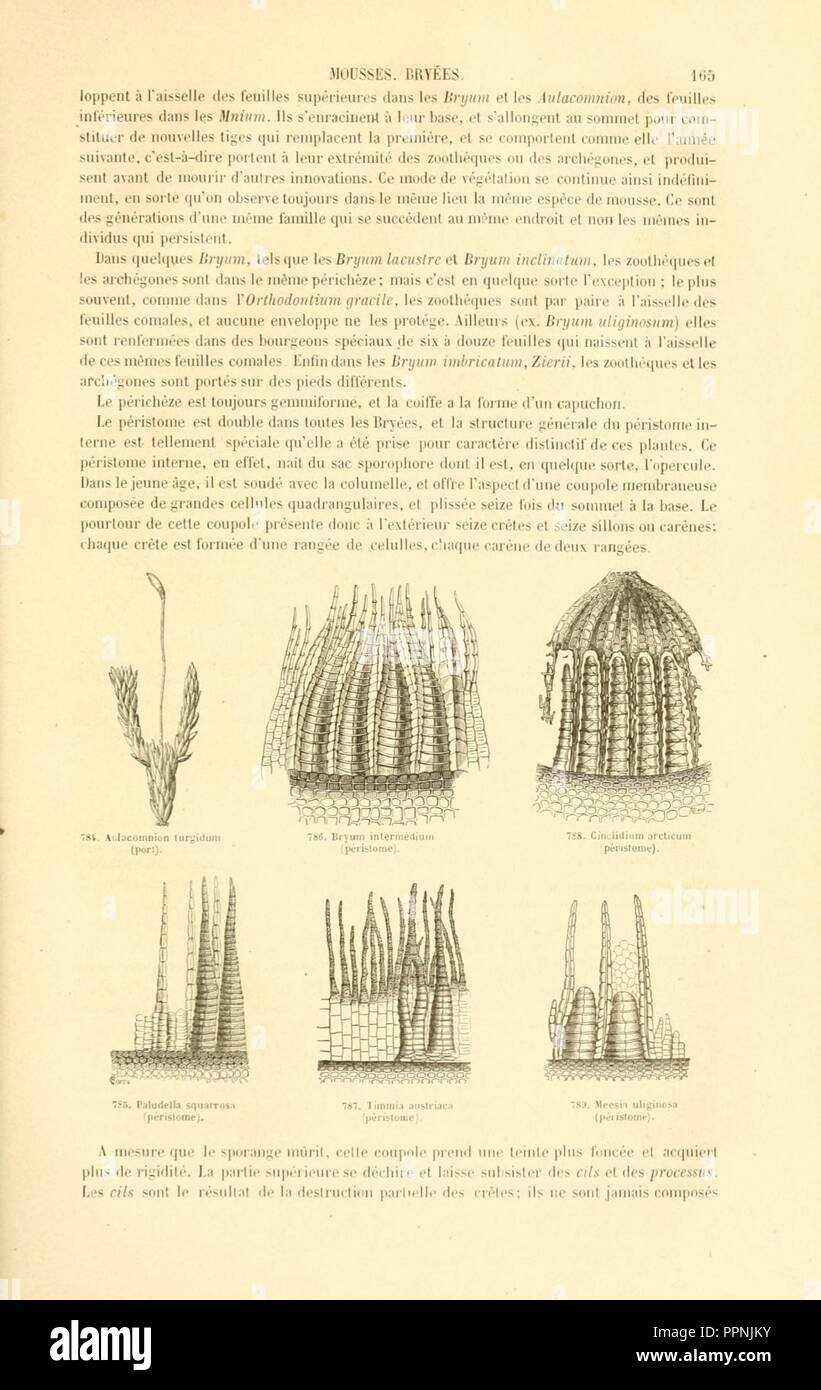 Botanique cryptogamique, ou Histoire des familles naturelles des plantes inférieures (Page 165) Stock Photo