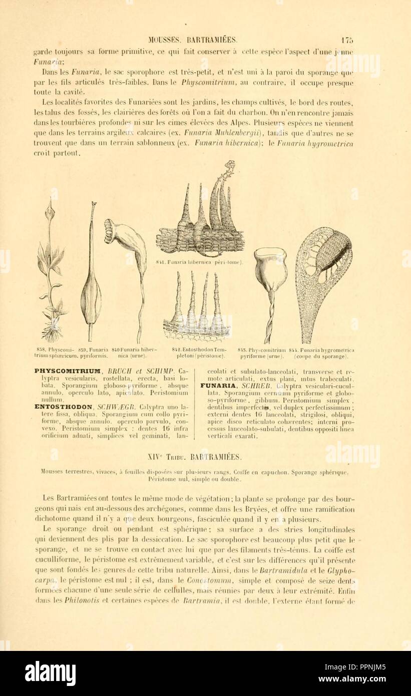 Botanique cryptogamique, ou Histoire des familles naturelles des plantes inférieures (Page 175) Stock Photo
