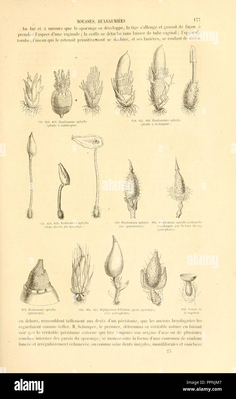Botanique cryptogamique, ou Histoire des familles naturelles des plantes inférieures (Page 177) Stock Photo