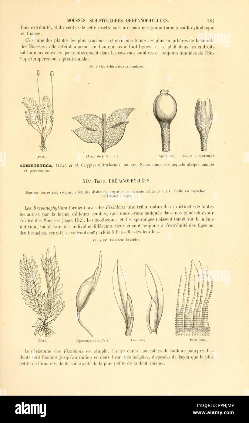 Botanique cryptogamique, ou Histoire des familles naturelles des plantes inférieures (Page 181) Stock Photo